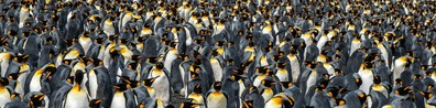 Where Are The Penguins - Free LinkedIn Background Photo