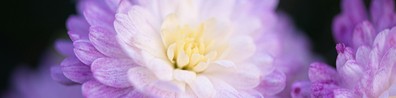 White And Purple Blooms - Free LinkedIn Background Photo