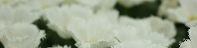 White Flowers On Top Of Book - Free LinkedIn Background Photo