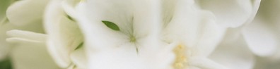 White Flowers Symbolize Purity - Free LinkedIn Background Photo