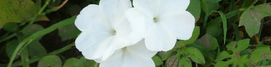 White Petalled Flower - Free LinkedIn Background Photo