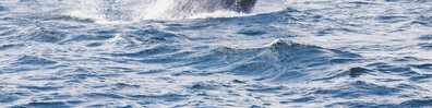 Wild Waves - Free LinkedIn Background Photo