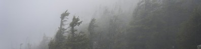 Windy And Gloomy Weather In The Forest - Free LinkedIn Background Photo