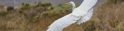 Wonderful White Bird - Free LinkedIn Background Photo