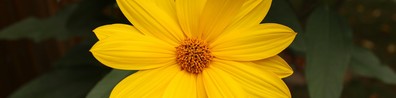 Yellow Flower - Free LinkedIn Background Photo