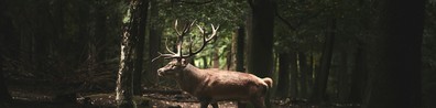 majestic deer in forest clearing - Free LinkedIn Background Photo