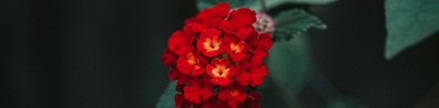 red flower tilt shift photography - Free LinkedIn Background Photo