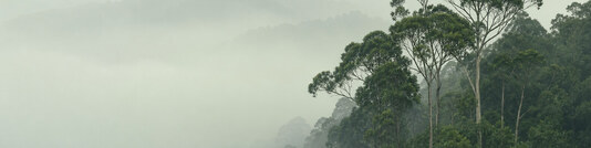 Forest Through Mist - Free LinkedIn Background Photo