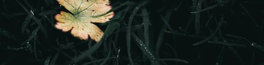 Beautiful White Flower - LinkedIn Background - Get some inspiration!